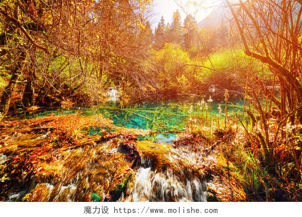 自然风景阳光下绿色森林中流淌的河流风景图九寨沟旅游